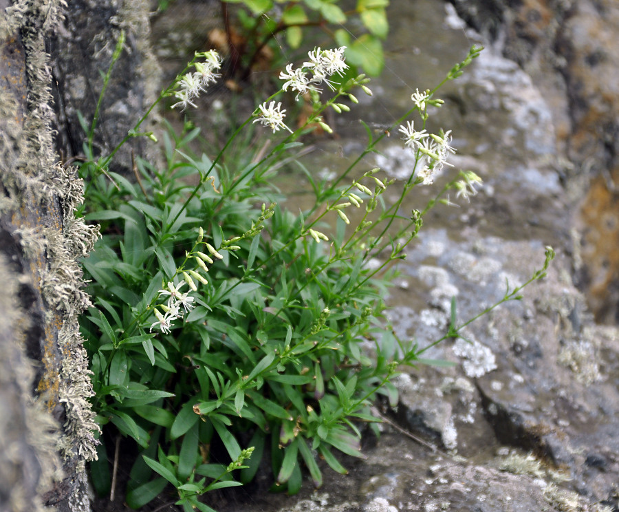 Image of Silene foliosa specimen.