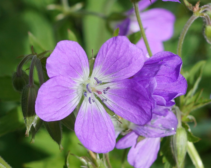 Image of Geranium sylvaticum specimen.