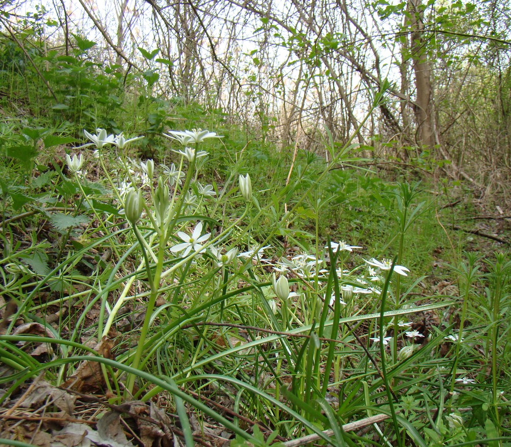 Изображение особи Ornithogalum woronowii.