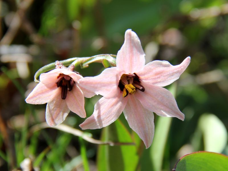 Image of Rhinopetalum stenantherum specimen.