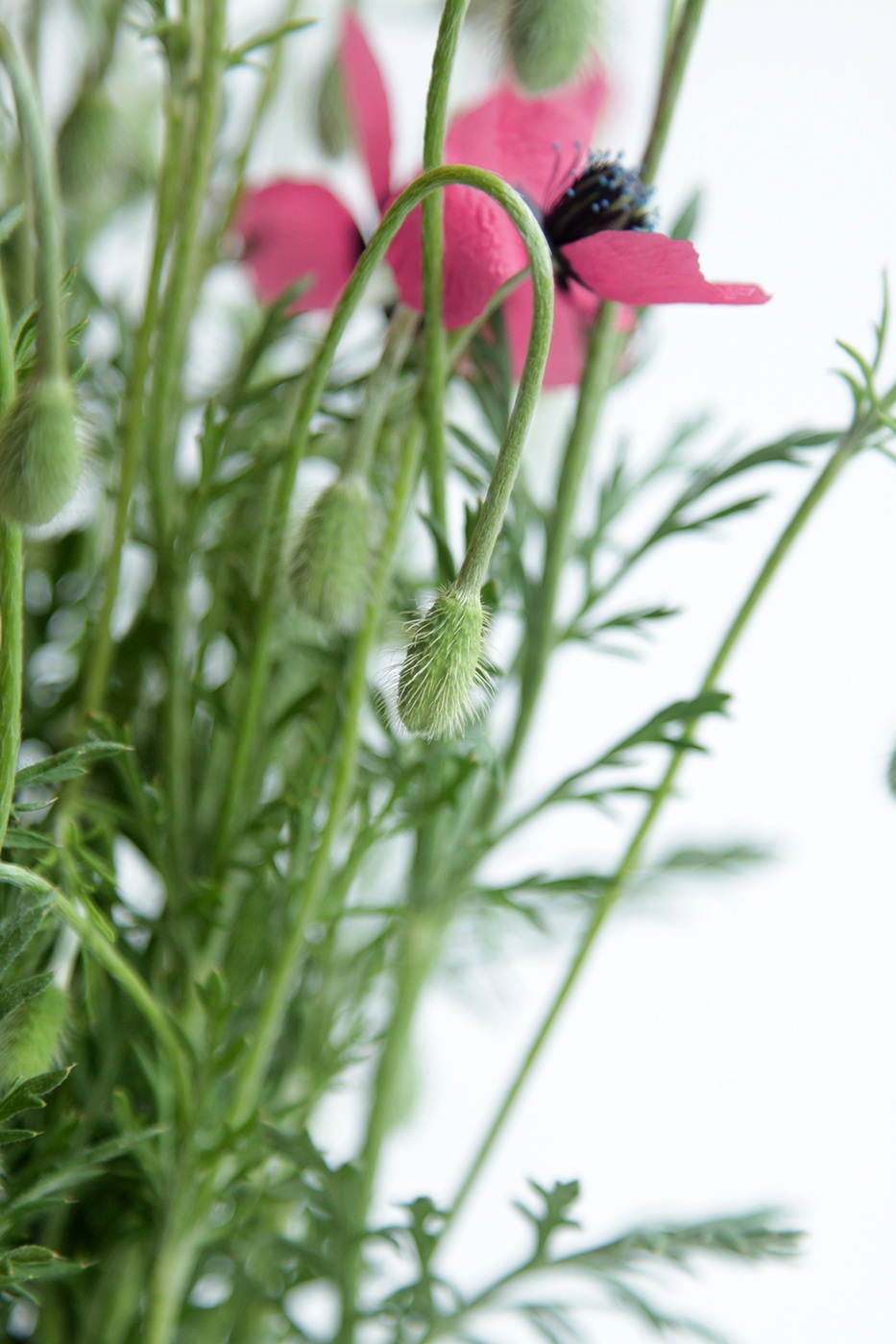 Image of Papaver hybridum specimen.