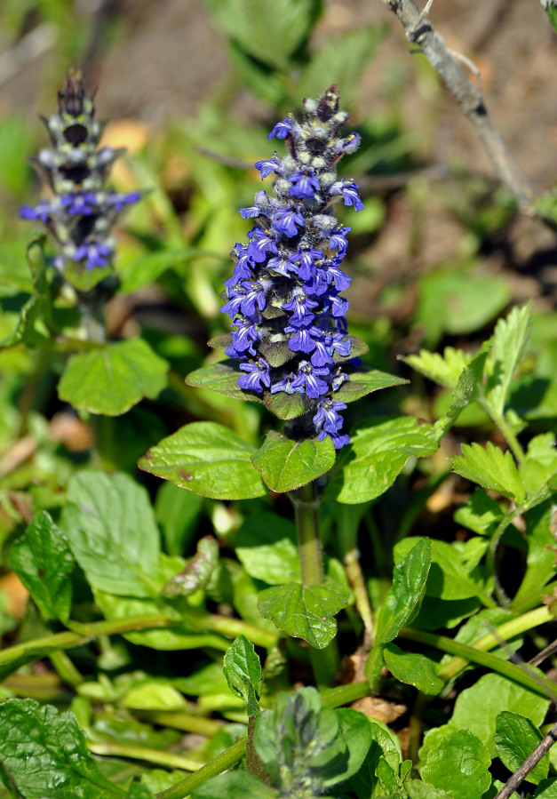 Image of Ajuga reptans specimen.