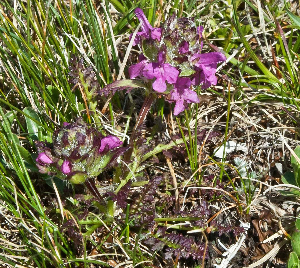 Image of Pedicularis caucasica specimen.