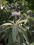 Смотреть изображение Solanum mauritianum