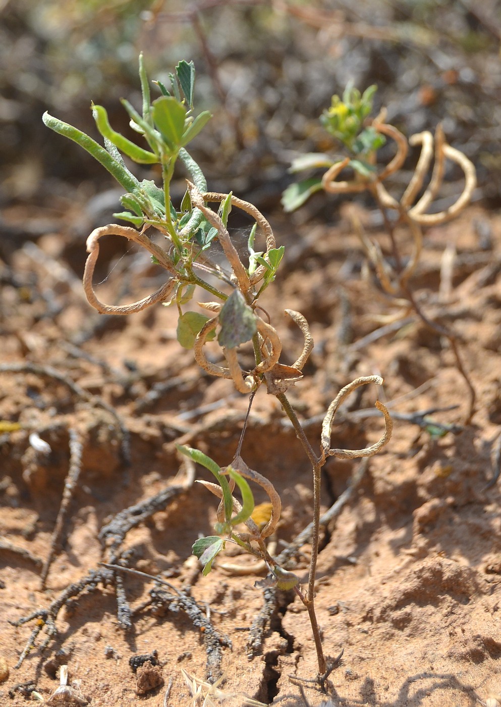 Image of Trigonella arcuata specimen.