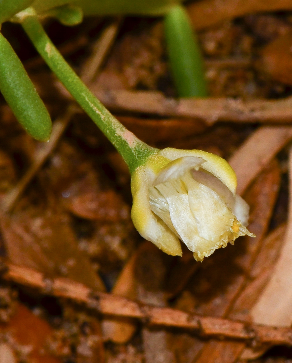 Image of Tetraena coccinea specimen.