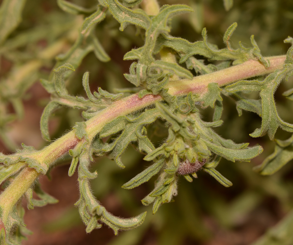 Image of Anvillea garcinii specimen.