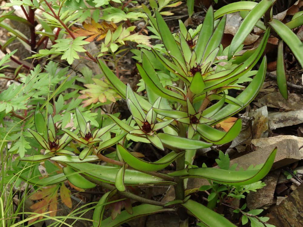 Image of Orostachys maximowiczii specimen.