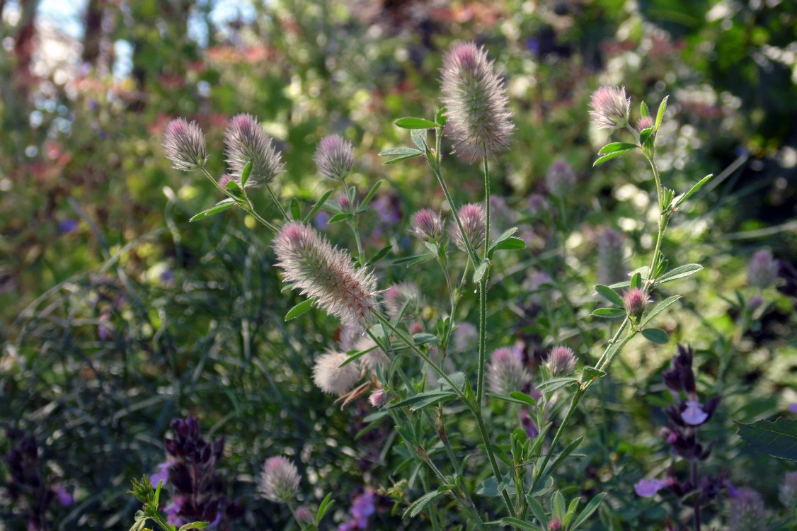 Изображение особи Trifolium arvense.