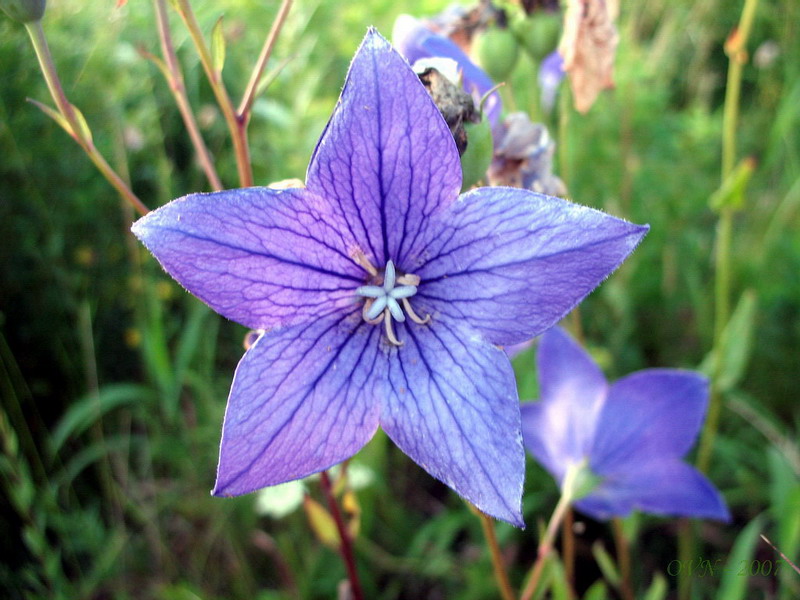 Image of Platycodon grandiflorus specimen.