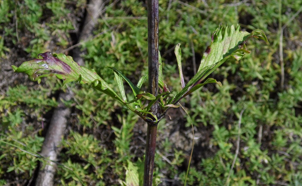 Image of Scabiosa ochroleuca specimen.