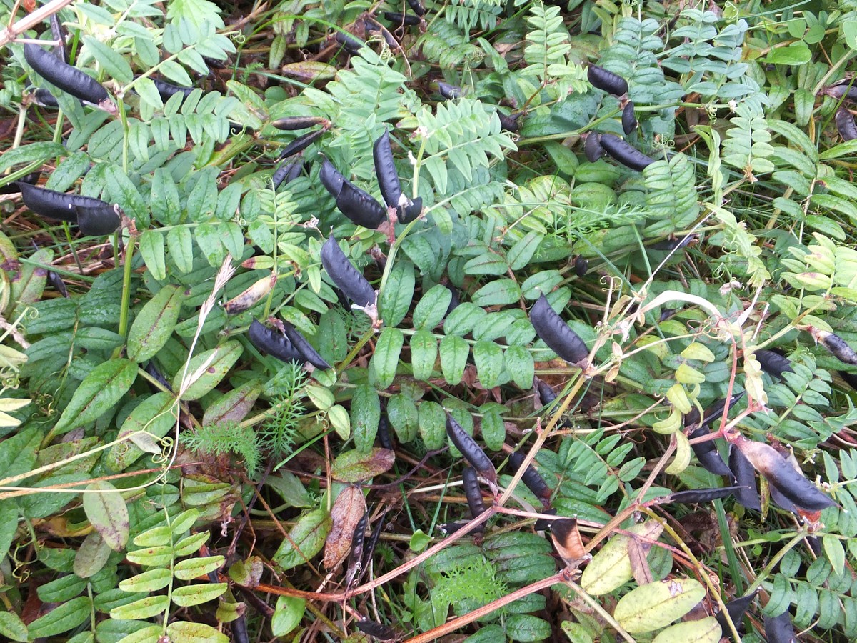 Image of Vicia sepium specimen.