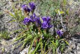 Gentiana decumbens