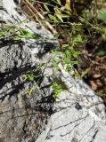 Diarthron linifolium. Побеги. Приморье, окр. г. Находка, гора Сестра, на вершине горы. 29.09.2016.