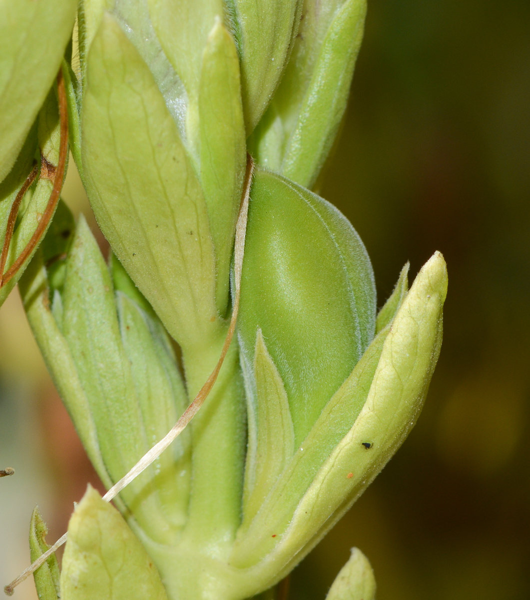 Image of Justicia adhatoda specimen.