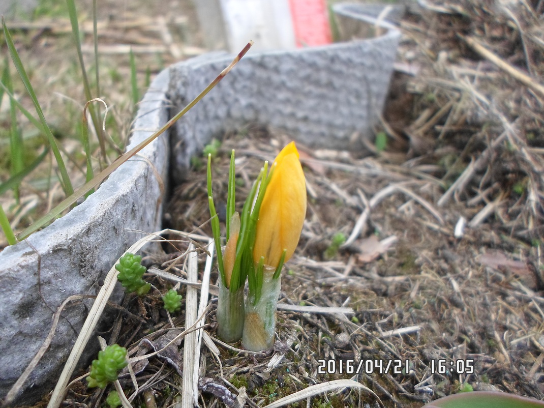 Image of Crocus flavus specimen.