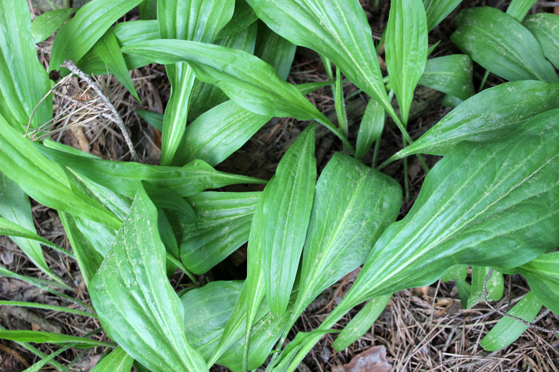 Изображение особи Scorzonera humilis.