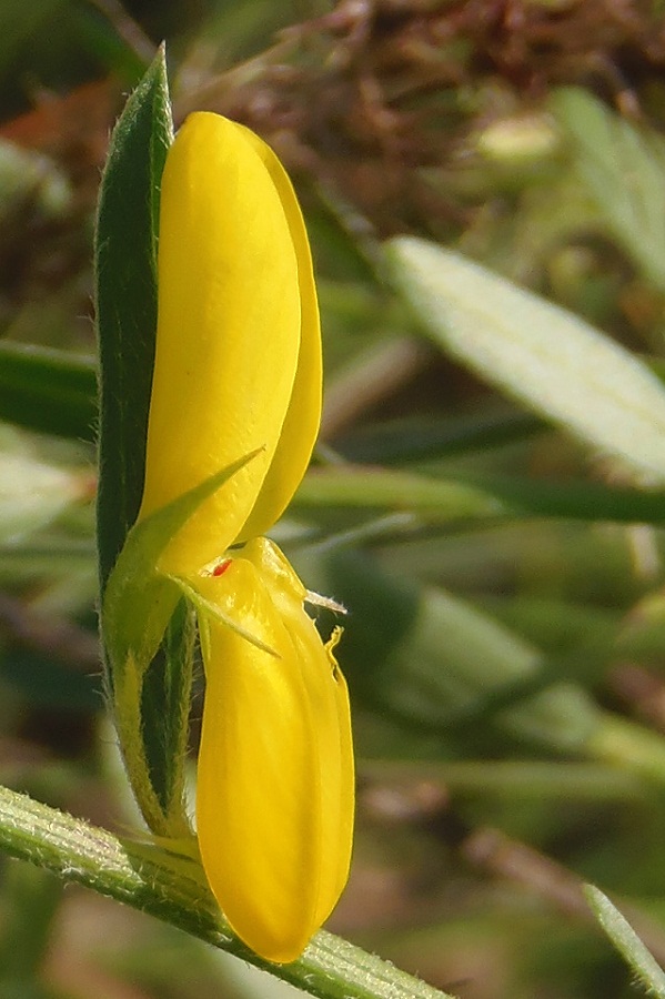 Изображение особи Genista tinctoria.