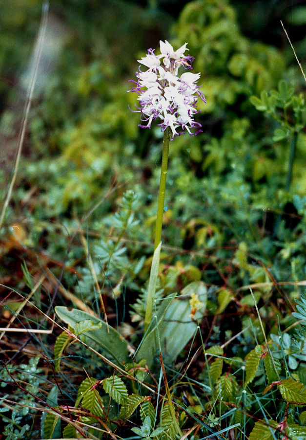 Image of Orchis simia specimen.