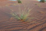 Cyperus conglomeratus. Растение с соцветиями. Объединённые Арабские Эмираты, эмират Рас-эль-Хайма, пустыня Руб-эль-Хали. 17.12.2016.