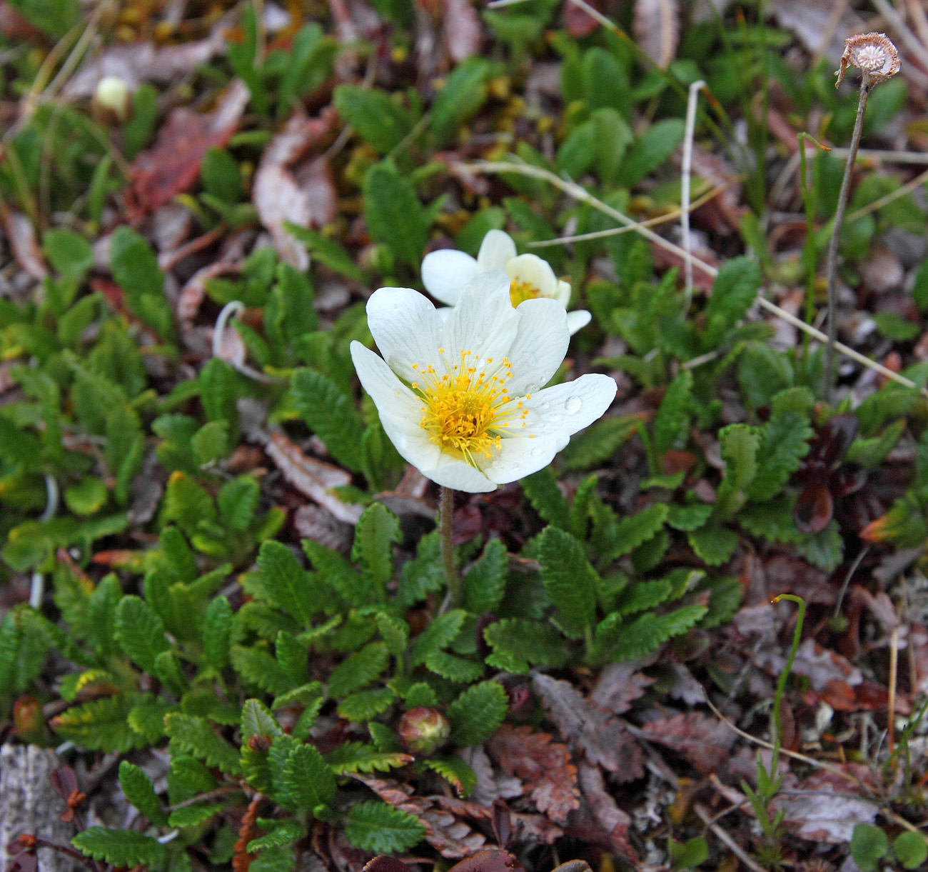 Image of Dryas oxyodonta specimen.