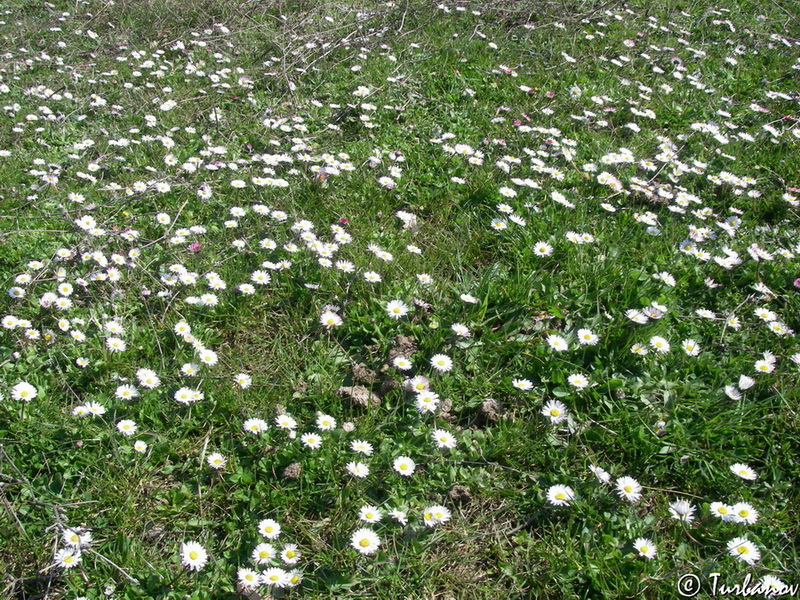 Image of Bellis perennis specimen.