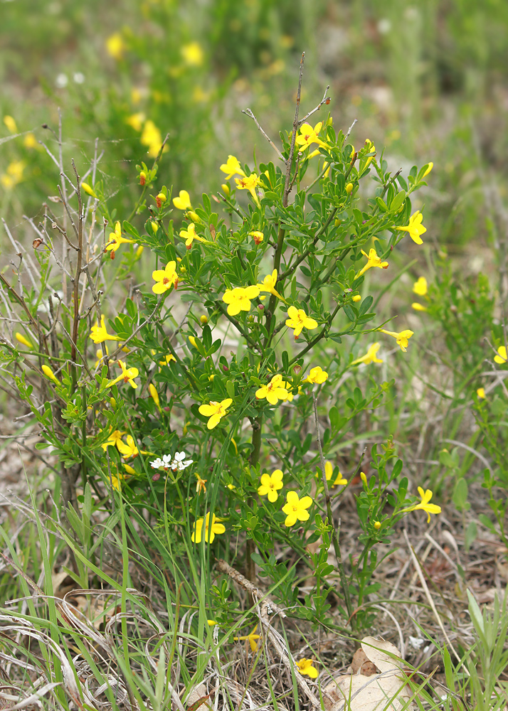 Image of Jasminum fruticans specimen.