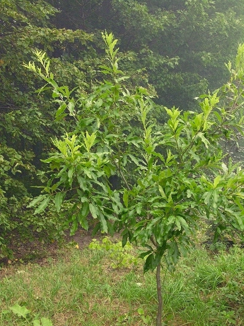 Image of Quercus imbricaria specimen.