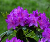 genus Rhododendron. Цветки на верхушке побега (культивар). Московская обл., Раменский р-н, окр. дер. Хрипань, садовый участок. 16.06.2017.