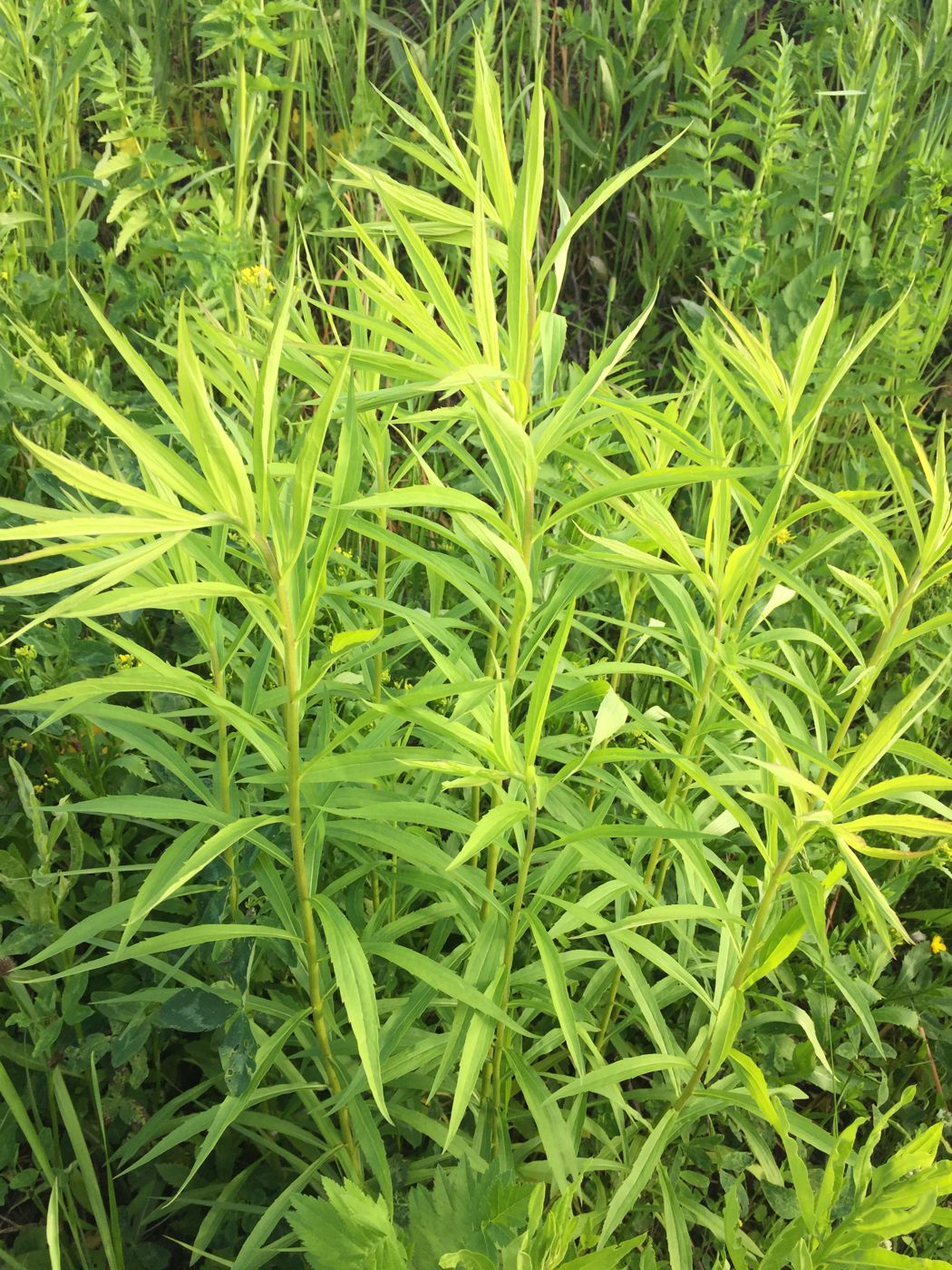 Image of Solidago gigantea specimen.