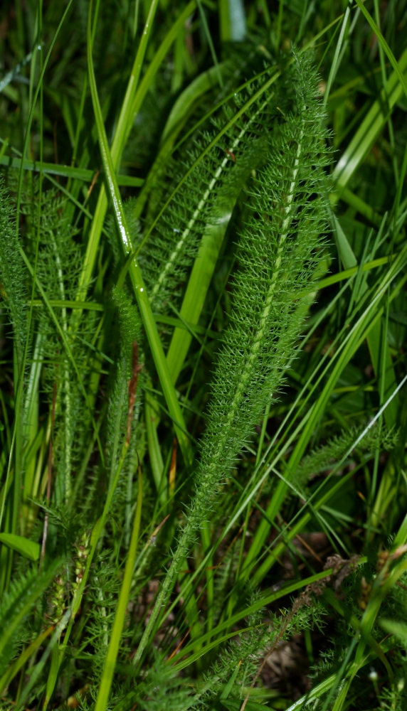 Image of Achillea asiatica specimen.