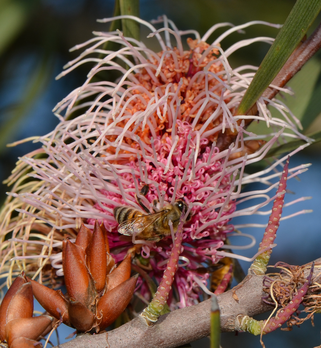 Image of Hakea multilineata specimen.