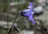 Campanula sarmatica