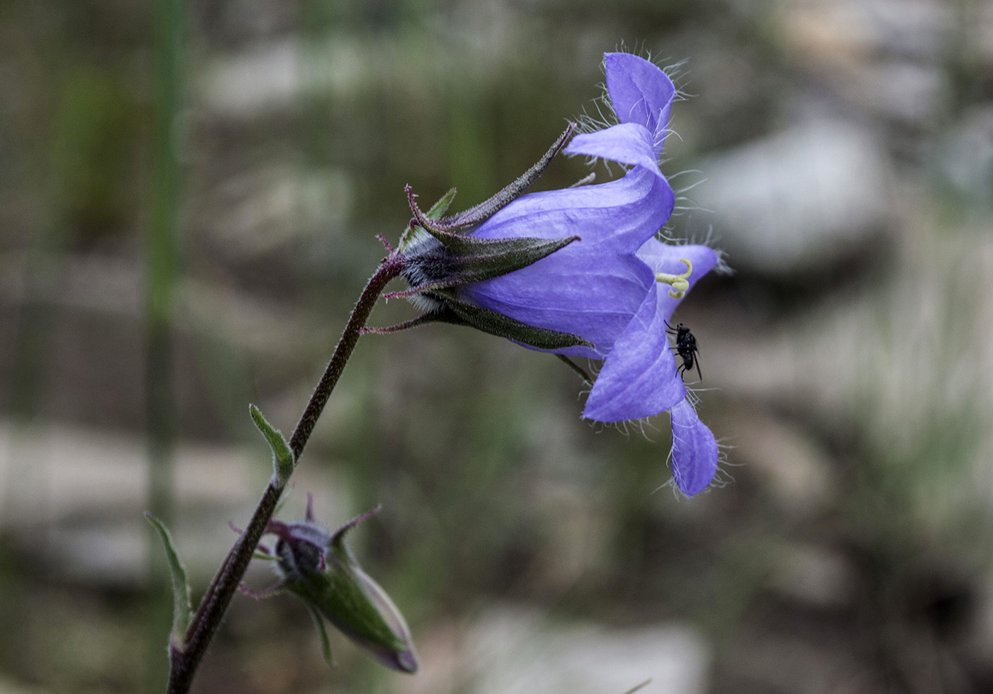 Image of Campanula sarmatica specimen.