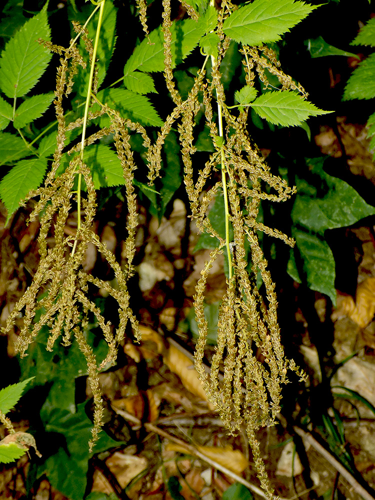 Image of Aruncus sylvestris specimen.