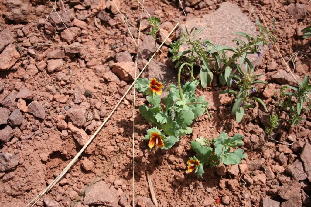 Image of Glaucium corniculatum specimen.