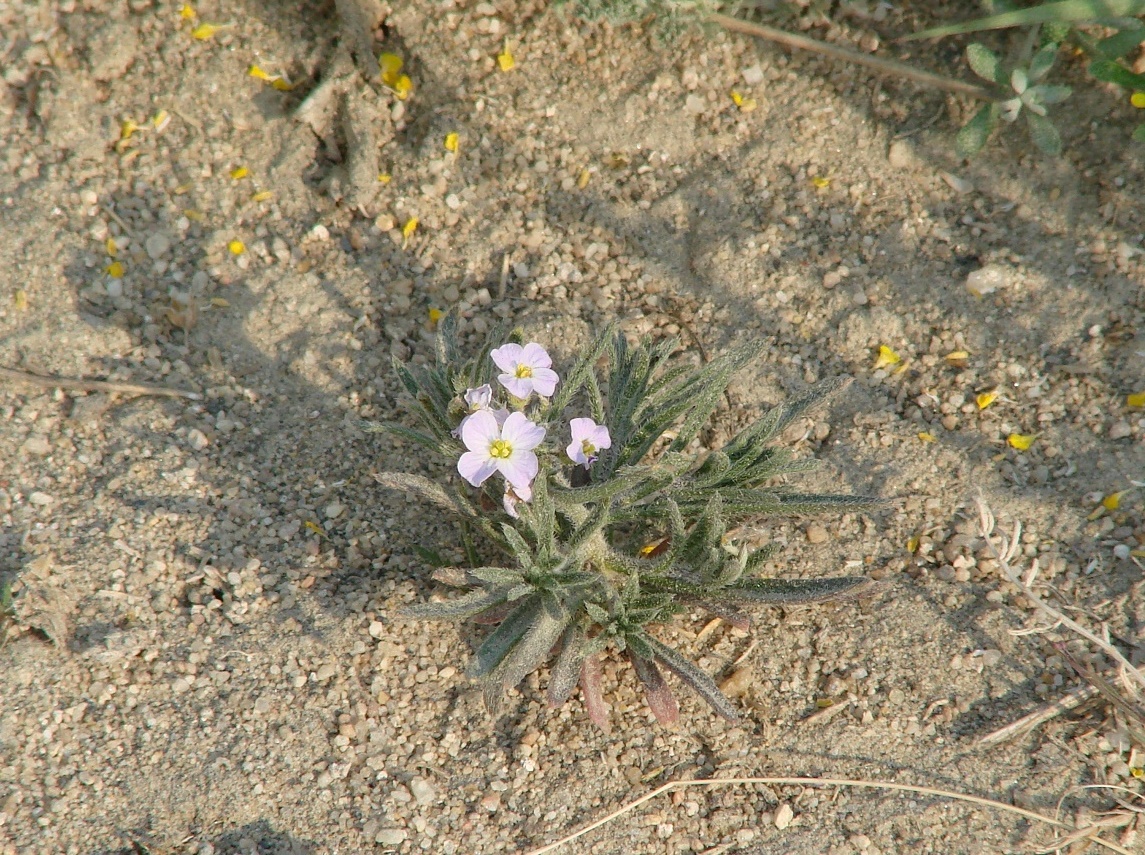 Image of Dontostemon integrifolius specimen.