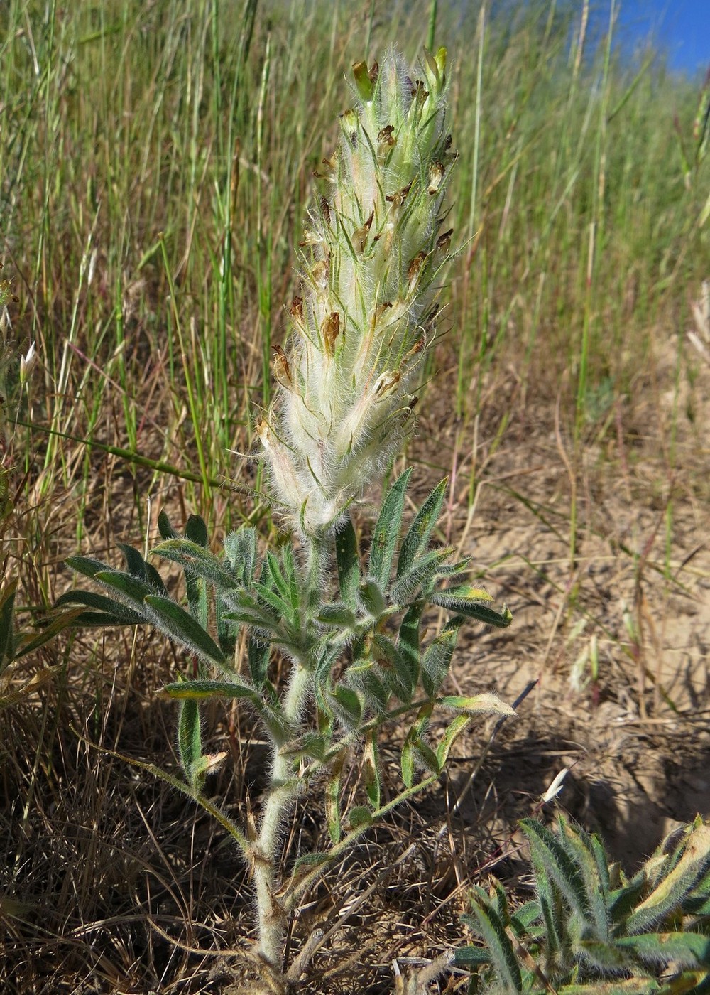Image of Astragalus nigromontanus specimen.