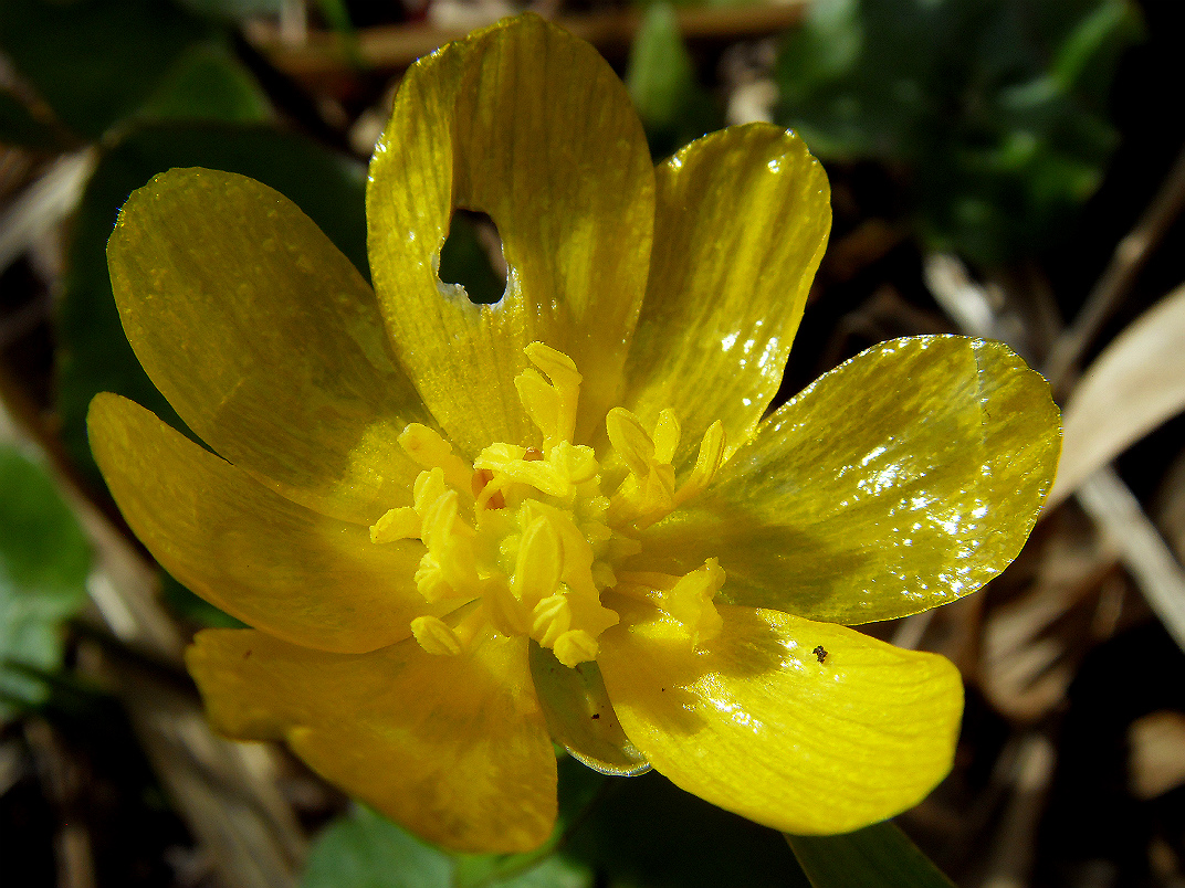 Image of Ficaria verna specimen.