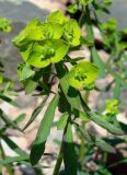 Euphorbia borealis. Верхушка зацветающего растения. Якутия, Мирнинский р-н, окр. пос. Светлый, берег р. Вилюй. 05.06.2009.