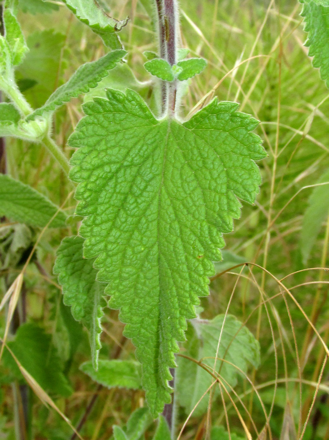 Изображение особи Teucrium hircanicum.