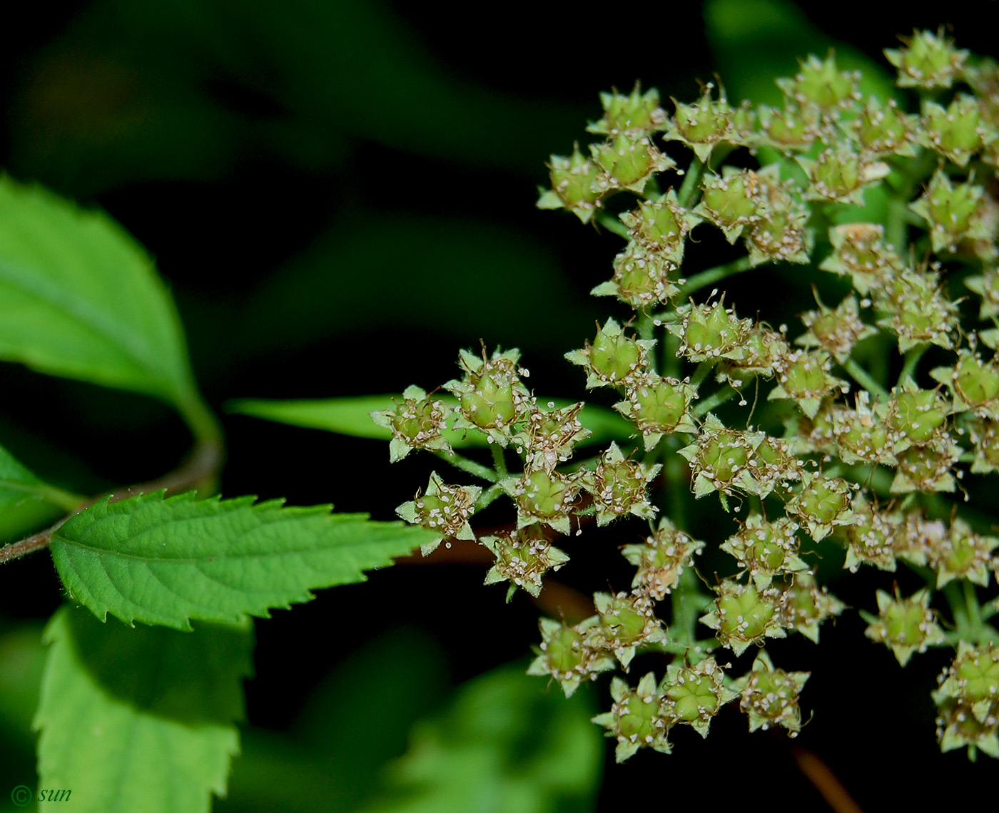 Image of Spiraea japonica specimen.