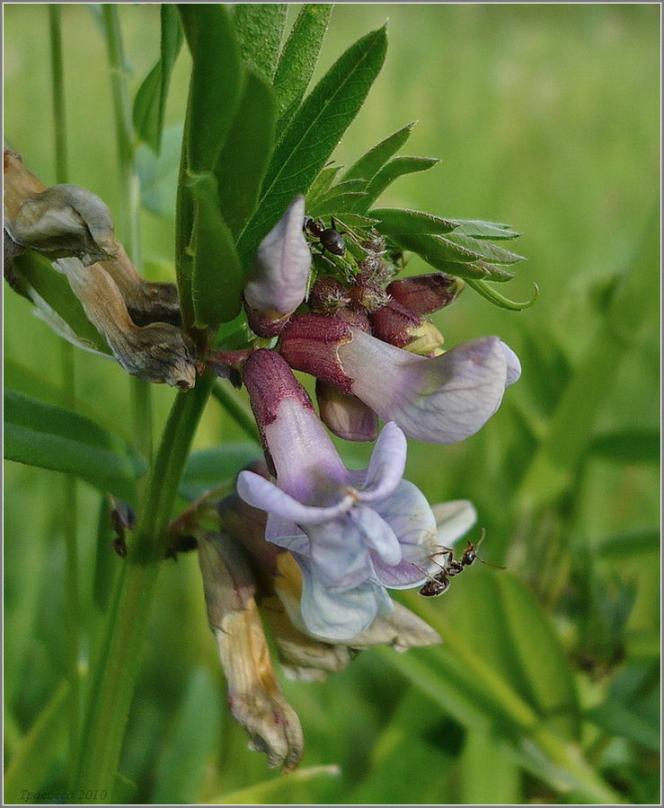 Изображение особи Vicia sepium.