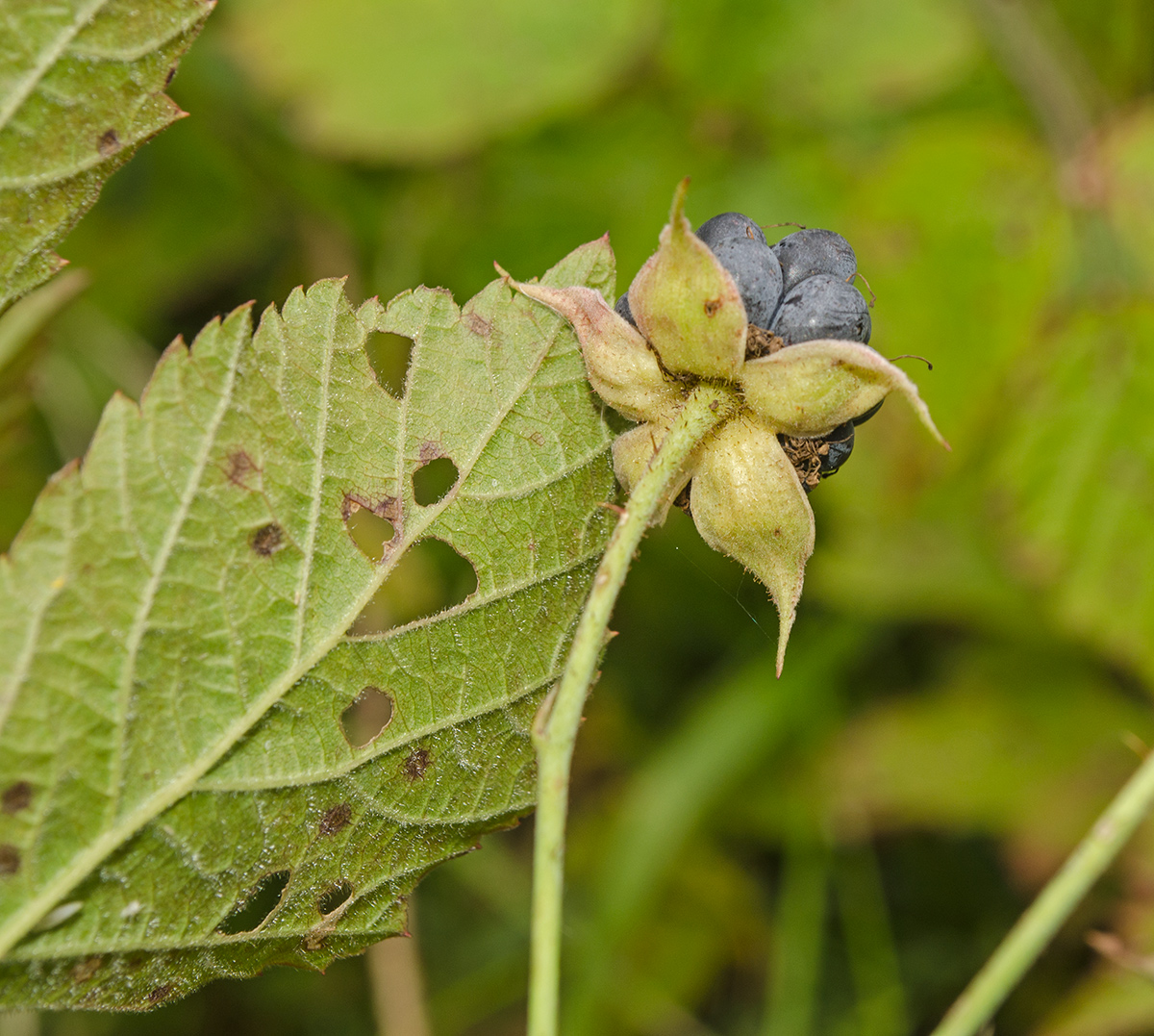 Изображение особи Rubus caesius.