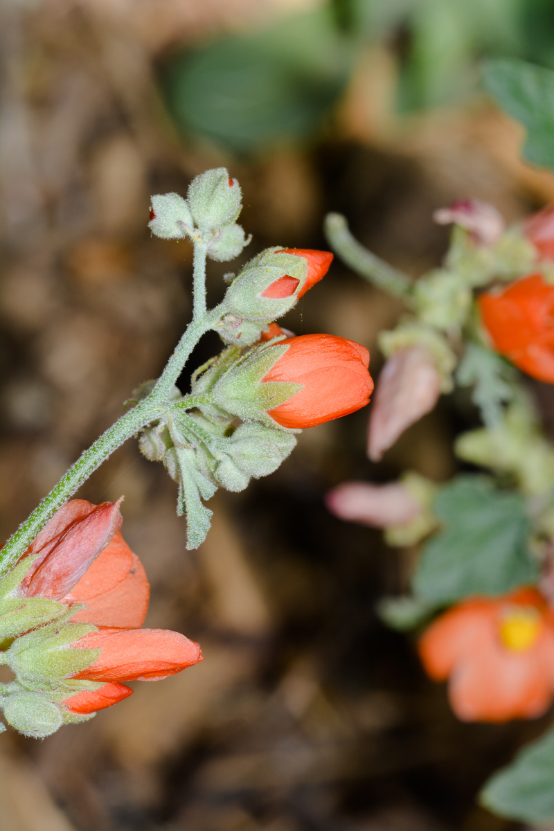 Image of Sphaeralcea grossulariifolia specimen.