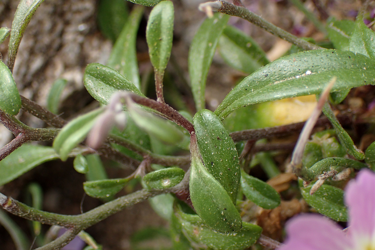 Изображение особи Malcolmia flexuosa.