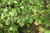 Rubus nessensis