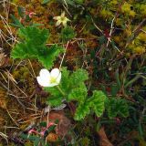 Rubus chamaemorus. Цветущее растение. Свердловская обл., окр. г. Североуральск, сфагновое болото. 16.06.2007.