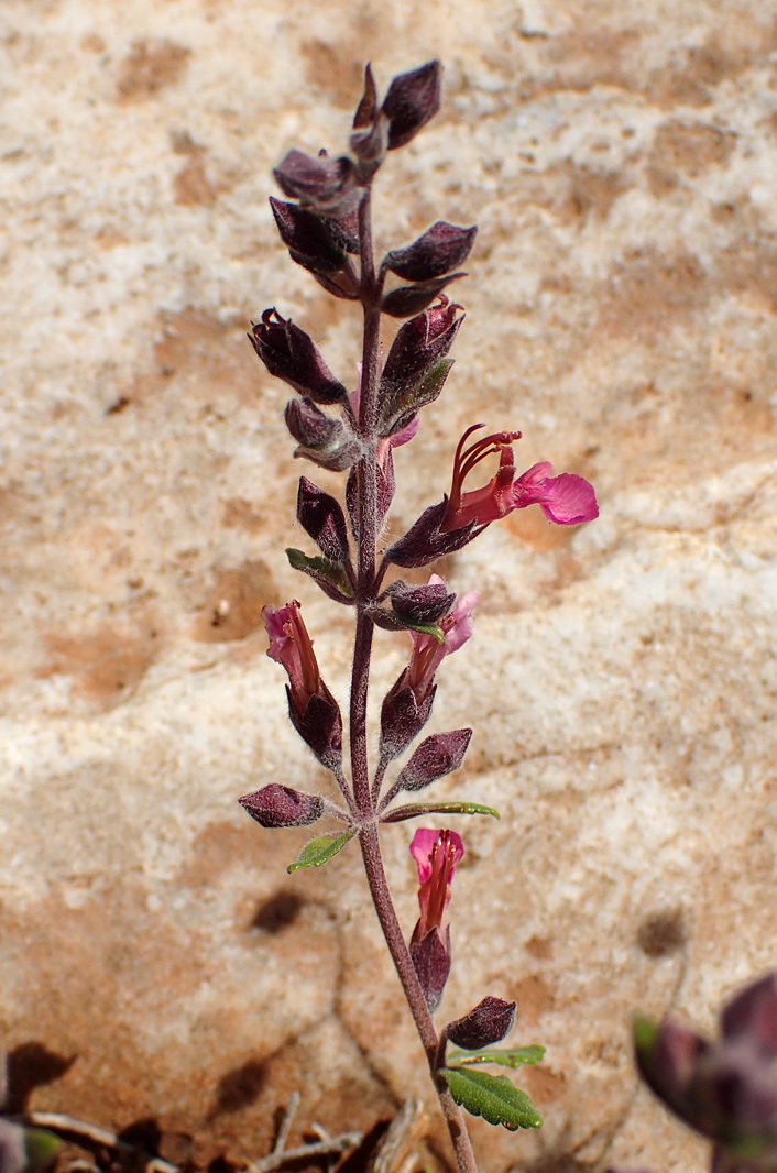 Image of Teucrium divaricatum specimen.