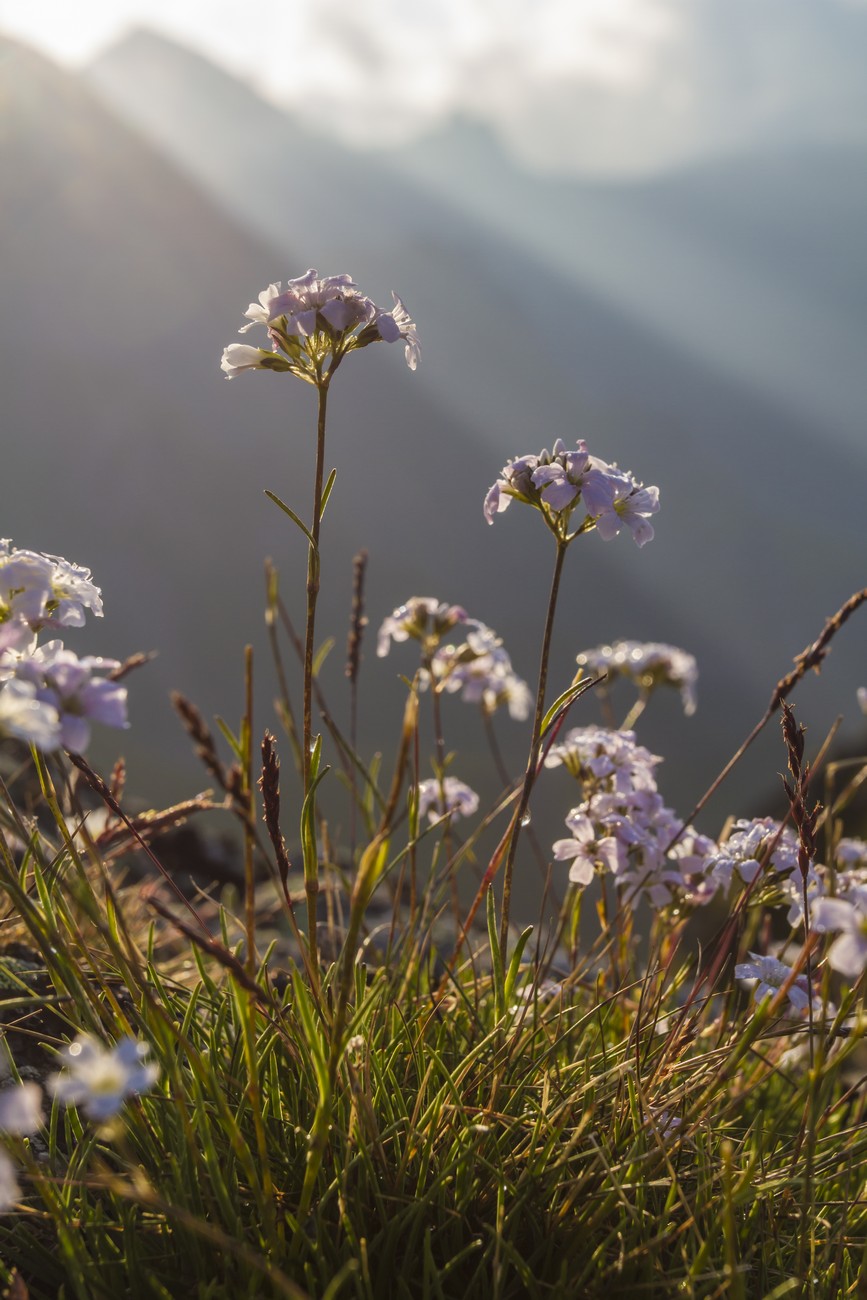 Image of Gypsophila tenuifolia specimen.